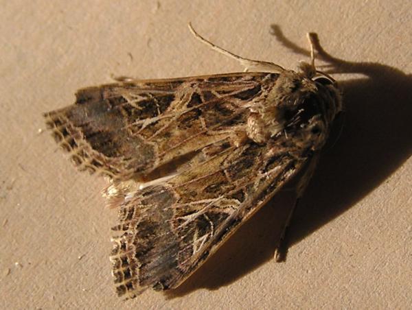 Spodoptera littoralis ⓒ데일리포스트=이미지 제공/wikipedia