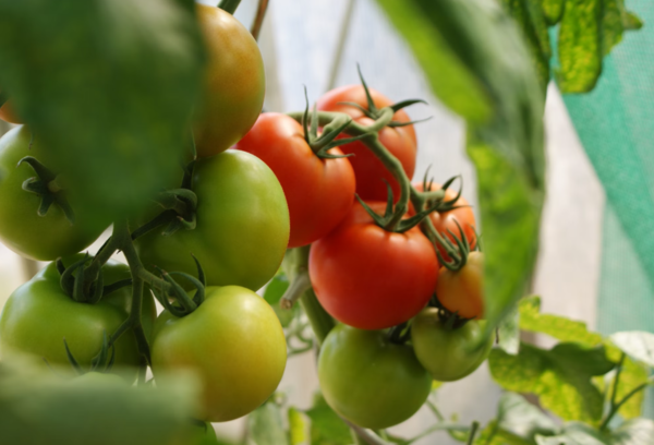 ⓒ데일리포스트=이미지 제공/Pixabay