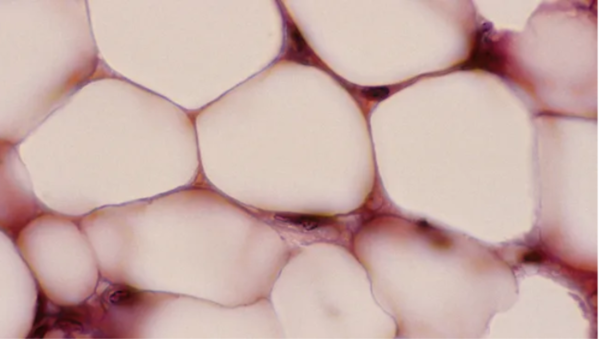 ⓒ데일리포스트=이미지 제공/Flickr