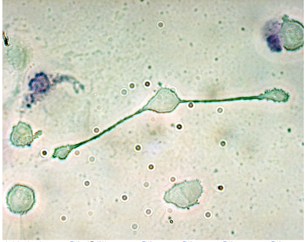 ⓒ데일리포스트=이미지 제공/Wikipedai