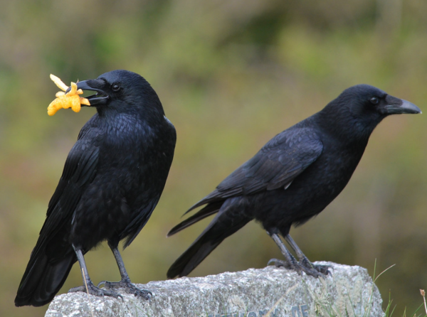 ⓒ데일리포스트=이미지 출처/Flickr