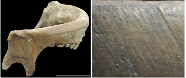 약 5,000년 전 현재의 중국 지역에서 의도적으로 평평하게 다듬어진 아래턱뼈. ⓒ데일리포스트=이미지 출처/Scientific Reports