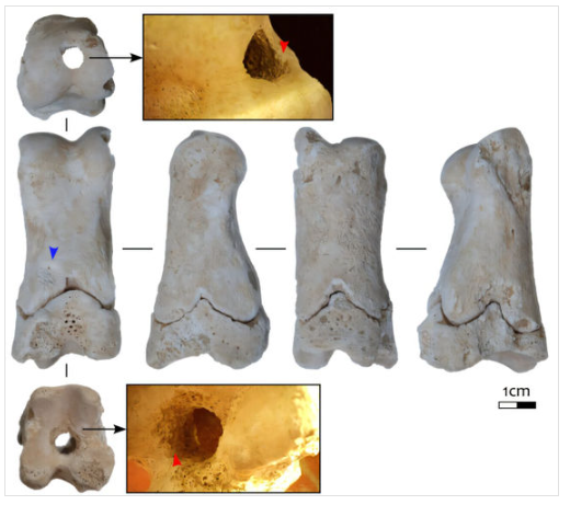 왕가 무덤 인근에서 출토된 송아지 뼈 피리. 붉은 화살표는 드릴 가공 흔적을, 파란 화살표는 흰개미 손상 부위를 나타낸다. ⓒ데일리포스트=이미지 제공/International Journal of Osteoarchaeology