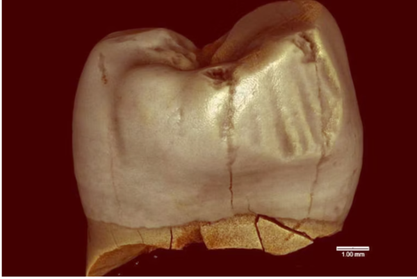 네안데르탈인 어금니 화석. 연구팀은 과거 연구에서 보고된 치아 표면의 홈 형태를 최신 분석으로 재검토했다.ⓒ데일리포스트=이미지 제공/Nowaczewska et al., 2021