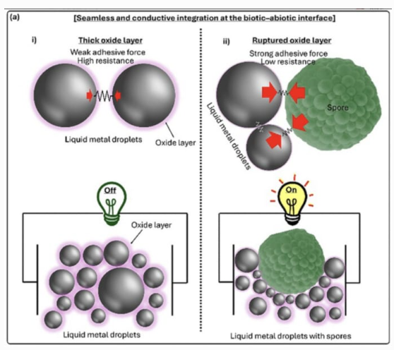 액체 금속만으로는 산화막 때문에 전류가 차단되지만, 세균 포자가 그 막을 분해해 회로를 다시 연결한다. ⓒ데일리포스트=이미지 제공/Advanced Functional Materials