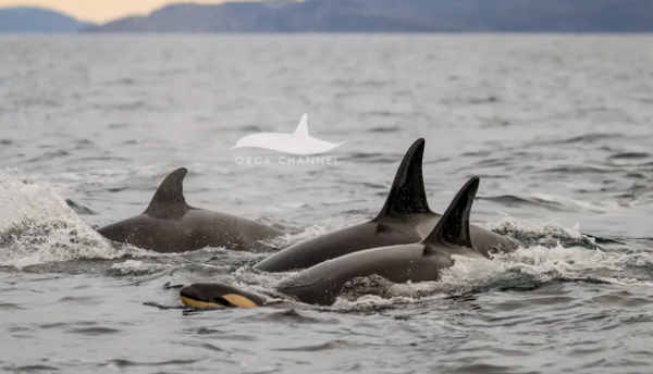 무리의 중심에서 새끼 범고래가 수면 위로 올라오는 장면.&nbsp;ⓒ데일리포스트=이미지 제공/Orca Channel