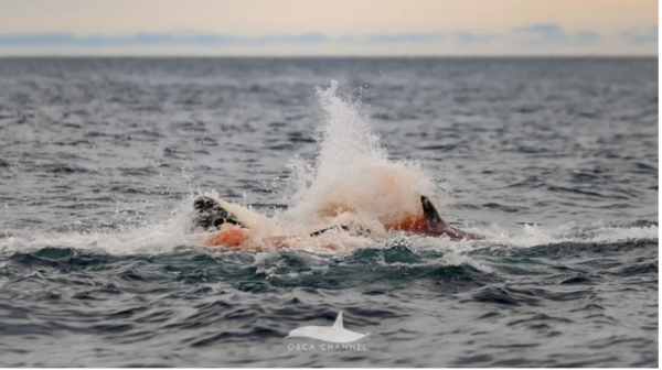 출산 직후 붉게 물든 바다 위로 어미와 새끼의 몸이 뒤섞여 움직이는 장면. 물보라 속에서 새 생명이 세상에 나오는 순간이 포착됐다. ⓒ데일리포스트=이미지 제공/Orca Channel