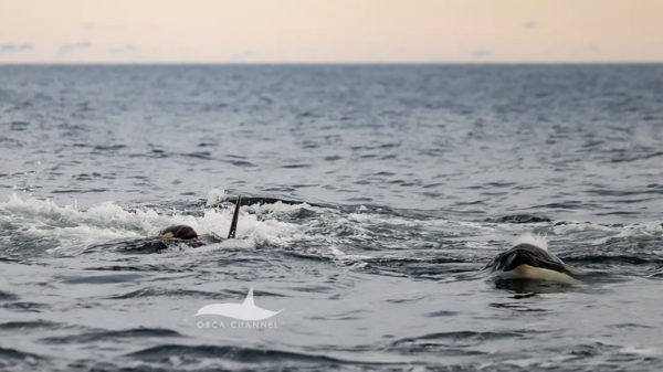 출산 직후 어미와 무리가 새끼를 둘러싸며 수면 가까이에서 움직이는 모습. ⓒ데일리포스트=이미지 제공/Orca Channel