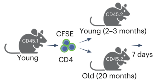 젊은 생쥐에서 분리한 CD4 T세포를 젊은 개체(2~3개월)와 노령 개체(20개월)에 각각 이식해 7일 뒤 변화를 관찰한 실험 모식도. ⓒ데일리포스트=이미지 제공/Nature Aging, 2025