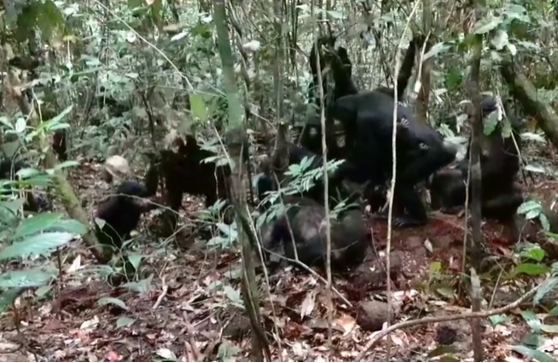 막스플랑크 연구팀이 촬영한 현장 영상. 암컷 보노보 다섯 마리가 한 수컷을 공격하는 장면을 보여준다. ⓒ데일리포스트=이미지 제공/Max Planck Institute of Animal Behavior