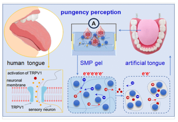 인공 혀의 매운맛 감지 원리를 도식화한 그림 ⓒ데일리포스트=이미지 제공/ACS Sensors