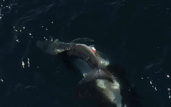 멕시코 캘리포니아만에서 백상아리를 사냥하는 범고래의 모습&nbsp;ⓒ데일리포스트=이미지 제공/Erick Higuera Rivas, 2025