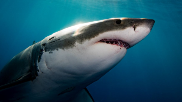 ⓒ데일리포스트=이미지 제공/Flickr