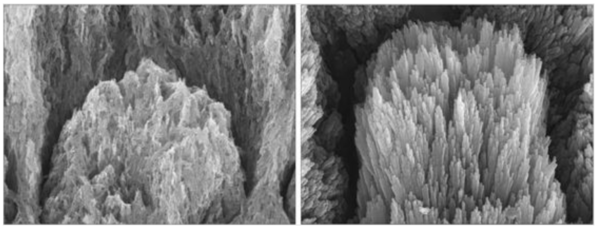 부식된 치아(왼쪽)와 단백질 젤 도포 후 2주간 재생된 치아(오른쪽). ⓒ데일리포스트=이미지 제공/Nature Communications