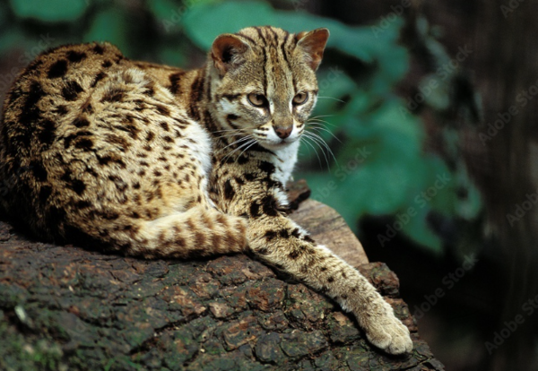 아시아살쾡이(Prionailurus bengalensis). 연구팀은 이 종이 고대 중국에서 완전히 길들여지지 않은 채, 인간 거주지 주변을 오가며 반(半)야생 상태로 공존했을 가능성이 크다고 분석했다.&nbsp;ⓒ데일리포스트=이미지 제공/Flickr