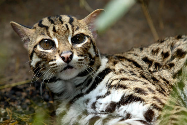 아시아살쾡이(Prionailurus bengalensis). DNA 분석 결과, 고대 중국 농경 사회에서 인간과 공존했던 고양잇과 동물은 집고양이가 아닌 이 종으로 확인됐다.&nbsp;ⓒ데일리포스트=이미지 제공/Flickr
