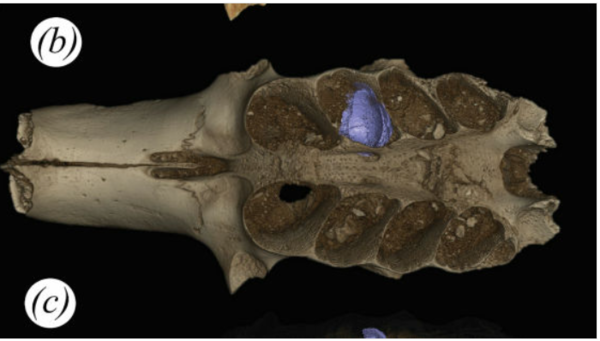  ⓒ데일리포스트=이미지 제공/Royal Society Open Science