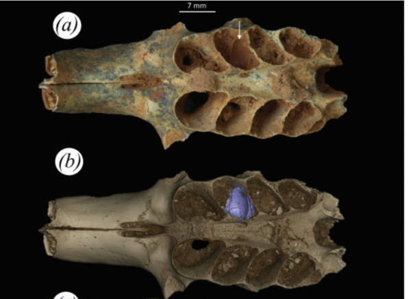 ⓒ데일리포스트=이미지 제공/Royal Society Open Science