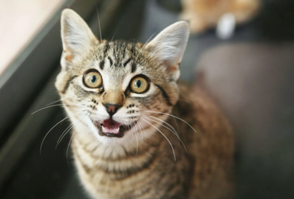 ⓒ데일리포스트=이미지 제공/Pixabay