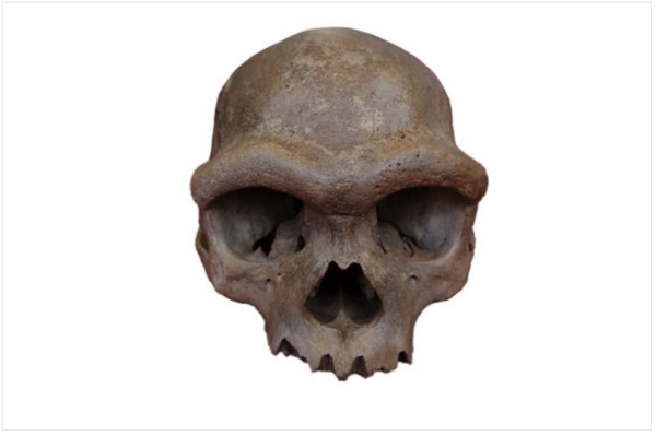 중국 하얼빈에서 발견된 ‘용인’(호모 롱기·Homo longi) 두개골. 최근 연구를 통해 데니소바인과 동일하거나 매우 밀접한 집단일 가능성이 제시됐다. ⓒ데일리포스트=이미지 제공/Science