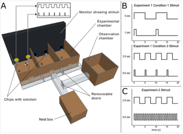 호박벌의 빛 지속시간 인식 실험 장치 개념도. 벌은 벌통에서 출발해 실험 구역으로 이동하며, 동일한 모양의 두 원 가운데 빛이 켜져 있는 시간이 다른 자극을 제시받는다. 오른쪽 그래프는 실험 조건별로 사용된 짧은 점멸과 긴 점멸 자극의 예를 보여준다.&nbsp;ⓒ데일리포스트=이미지 제공/Biology Letters