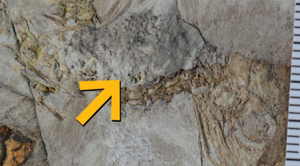 조류화석의 목에서 발견된 돌무더기&nbsp;ⓒ데일리포스트=이미지 제공/Jingmai O’Connor