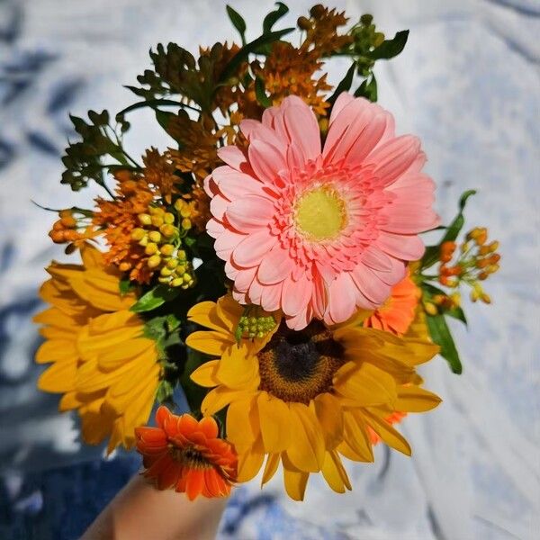 ©데일리포스트=이미지 출처 / 알리익스프레스