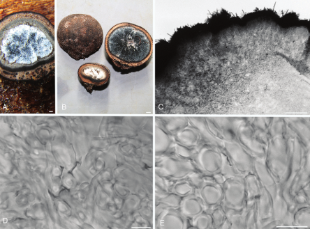 Elaphomyces labyrinthinus의 단면. 본 연구에서 고릴라가 섭취한 송로버섯 샘플의 현미경 이미지&nbsp;ⓒ데일리포스트=이미지 제공/WCS