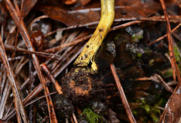 송로버섯 채집 행동의 주요 대상인 사슴 트러플류의 지상부 모습 ⓒ데일리포스트=이미지 제공/Tropical Fungi&nbsp;