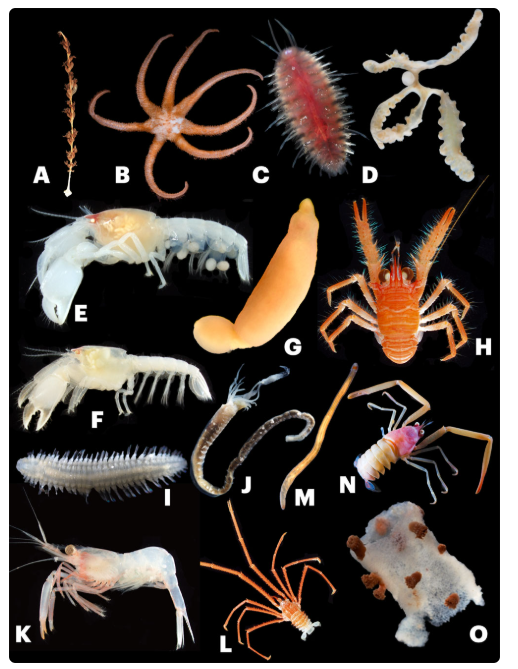 ⓒ데일리포스트=이미지 제공/Journal of Marine Biology