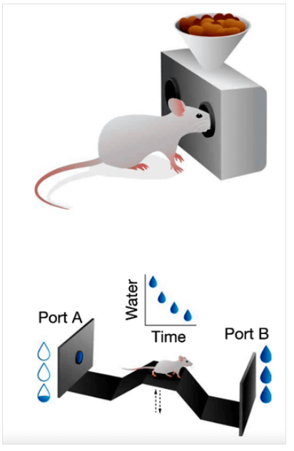 실험에 사용된 과제 구성. 위는 간단한 먹이 획득 과제, 아래는 반복 노력을 요하는 물 획득 과제.&nbsp;&nbsp;ⓒ데일리포스트=이미지 제공/Science