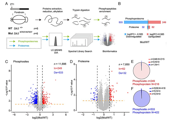 Sik3 N783Y/N783Y 돌연변이 생쥐의 뇌에서는 광범위한 저인산화 현상이 관찰됐다.&nbsp;ⓒ데일리포스트=이미지 제공/PNAS