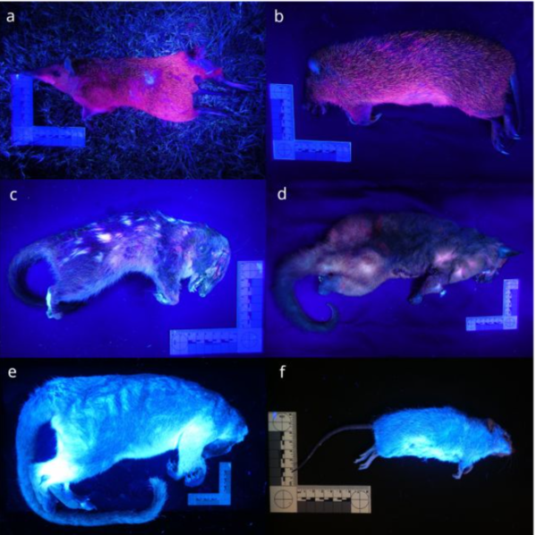 ⓒ데일리포스트=이미지 제공/PLOS One