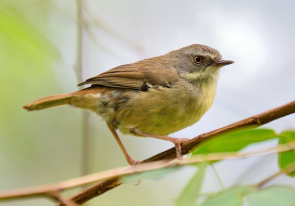 white-browed scrubwren ⓒ데일리포스트=이미지 제공/Wikipedia&nbsp;