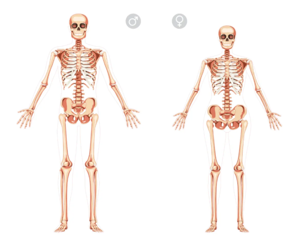 왼쪽의 남성 골격과 오른쪽의 여성 골격은 평균적으로 여러 가지 차이를 보인다. 예를 들어, 남성에게서 더 긴 치골이 흔히 관찰된다.&nbsp;ⓒ데일리포스트=이미지 제공/Katya Golovchyn via Alamy