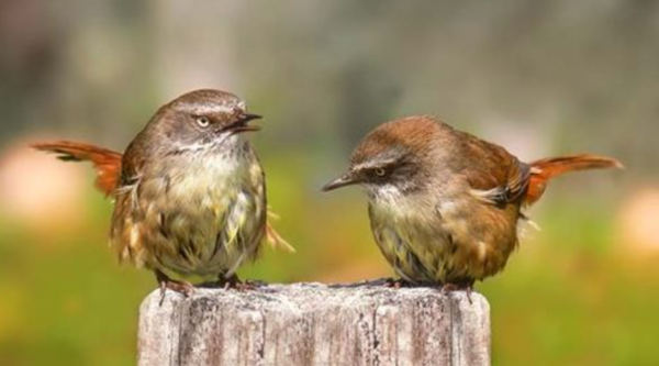 white-browed scrubwren ⓒ데일리포스트=이미지 제공/Wikipedia&nbsp;