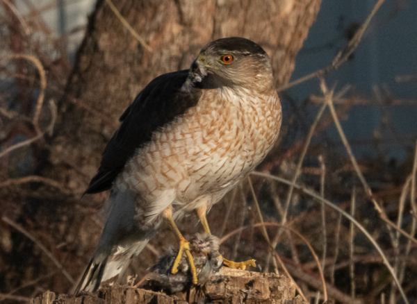 집참새를 사냥한 모습&nbsp; ⓒ데일리포스트=이미지 제공/Vladimir Dinets