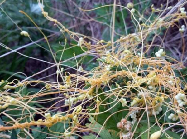 꽃을 피운 상태의 새삼. 줄기에서 잎 없이 자라며, 숙주의 영양분을 직접 흡수해 생장을 지속한다. &nbsp;ⓒ데일리포스트=이미지 제공/Wikimedia Commons(Parasitic plant detail)