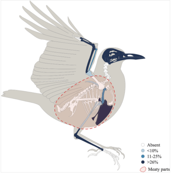 ⓒ데일리포스트=이미지 제공/International Journal of Osteoarchaeology