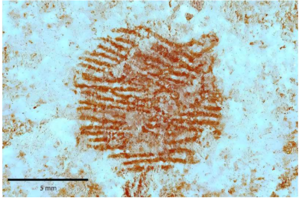 붉은 점에서 검출된 지문의 다중 분광 이미지&nbsp;ⓒ데일리포스트=이미지 제공/Journal of Archaeological and Anthropological Sciences