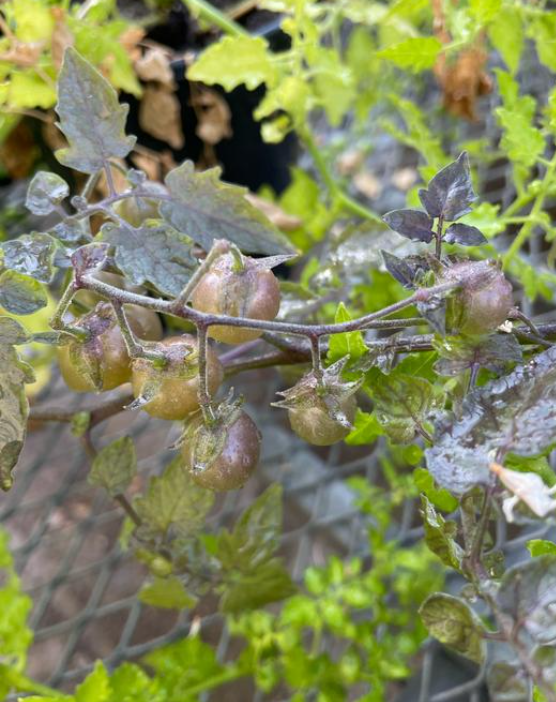 ⓒ데일리포스트=이미지 제공/Adam Jozwiak( 美UCR연구팀)