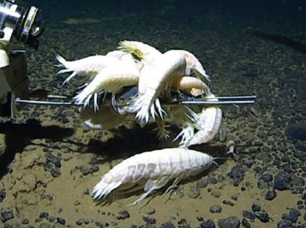 ⓒ데일리포스트=이미지 제공/Royal Society Open Science