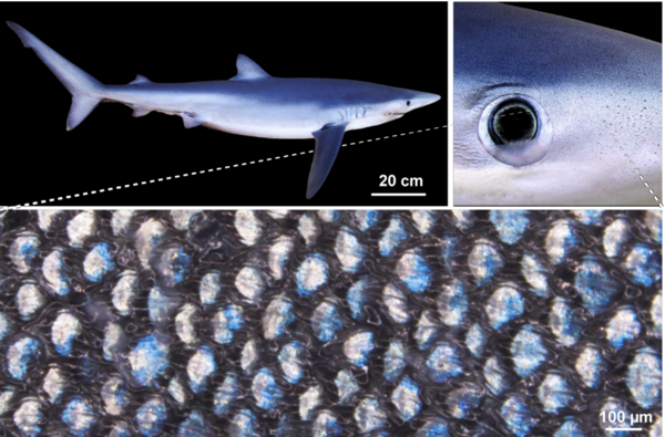 푸른 상어 피부를 확대한 사진. 피부의 색깔을 결정하는 진피 돌기가 보인다.&nbsp;ⓒ데일리포스트=이미지 제공/Viktoriia Kamska