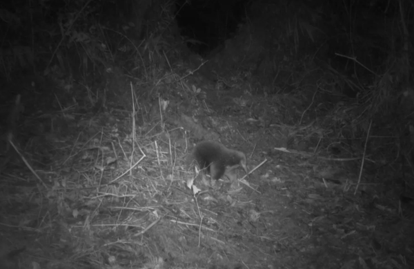 카메라 트랩에 포착된 애튼버러 바늘두더지&nbsp;ⓒ데일리포스트=이미지 제공/Expedition Cyclops.