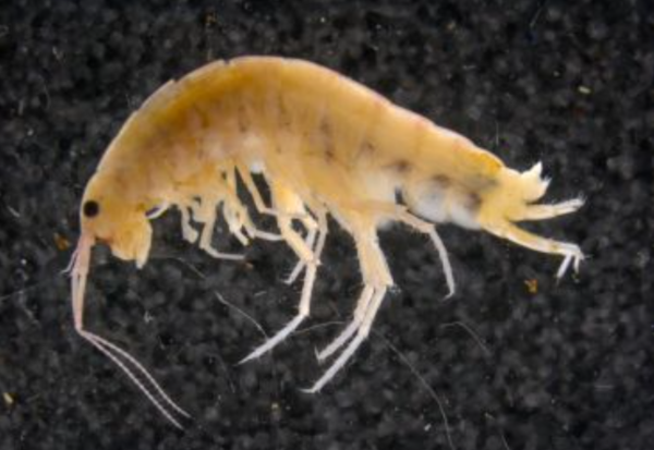 사이클롭스 산맥의 흙과 나무 위에서 발견된 신종 육상 새우&nbsp;ⓒ데일리포스트=이미지 제공/Expedition Cyclops.