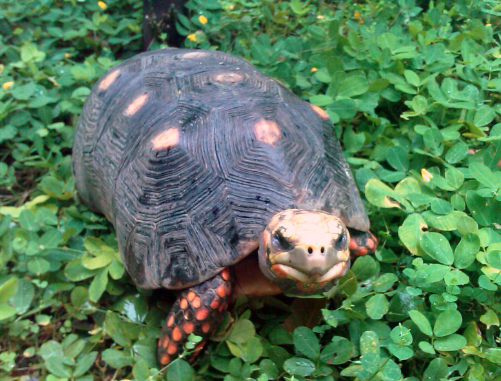 ⓒ데일리포스트=이미지 제공/Wikimedia Commons