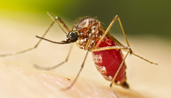 ⓒ데일리포스트=이미지 제공/Flickr