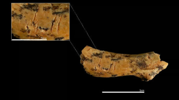 약 85만 년 전 것으로 추정되는 유아의 척추뼈. 도구로 자른 듯한 날카로운 절단 흔적이 선명하게 남아 있다. 확대된 부분에서는 해부학적 정밀성을 갖춘 절개 자국이 확인된다. ⓒ데일리포스트=이미지 제공/Maria D. Guillén / IPHES-CERCA