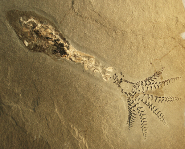 벨렘나이트 화석 ⓒ데일리포스트=이미지 제공/wikipedia