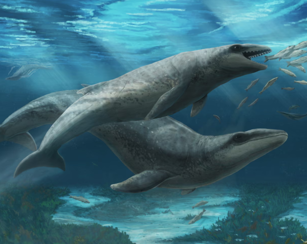 호주 빅토리아에서 발견된 신종 고래 ‘얀주케투스 둘라르디(Janjucetus dullardi)’ 상상도. 눈이 크고 날카로운 이빨이 가득한 작은 고래였다. ⓒ데일리포스트=이미지 제공/Museums Victoria